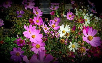 Plants, Flowers HD wallpaper