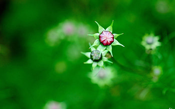 Nature, Flowers, Macro, Blur, Smooth, Greens, Field, Buds, Focus, Kosmeya, Cosmos HD wallpaper
