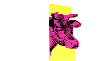 Cow, Andy Warhol HD wallpaper