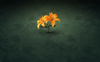 Plants, Flowers HD wallpaper