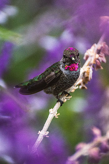 Animals, Humming-Birds, Bird, Blur, Smooth, Branch HD phone wallpaper