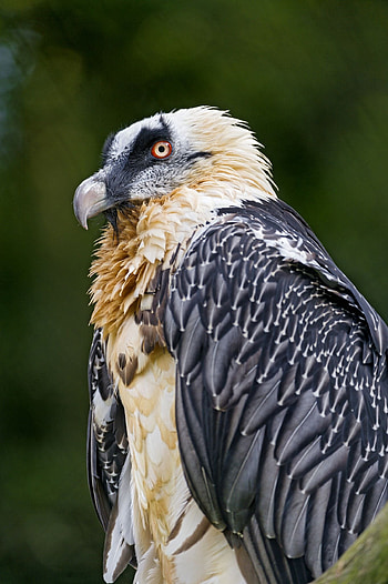 Bearded Vulture, Vulture pet birds, Profile, Vulture HD phone wallpaper