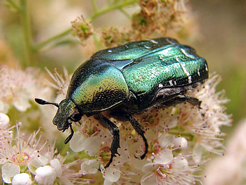 Flower, Macro, Insect, Bug, Beetle HD wallpaper