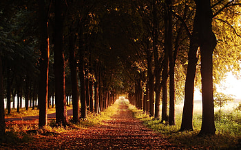 Landscape, Nature, Trees HD wallpaper