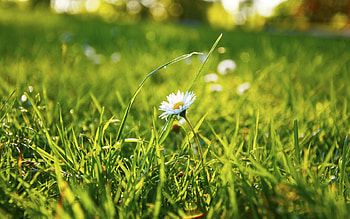Grass, Camomile, Flower, Macro, Field, Chamomile HD wallpaper