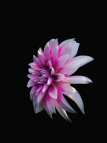 DAHLIA, Pattern, magenta, art, Pink, White, Black, Dalia HD phone wallpaper