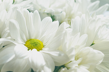 White, Gerbera, flowers, fresh, close up HD wallpaper
