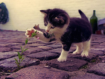 Cute Cat, cool, cute, cat HD wallpaper