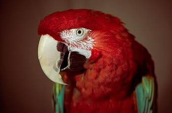 Animals, Parrots, Beak, Red Parrot HD wallpaper
