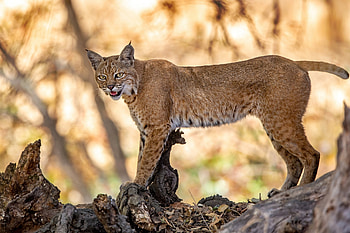 Lynx wonder, Enigmatic creature, Mesmerizing gaze, Captivating predator HD wallpaper