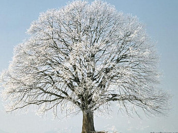 Frozen Branches, frozen, snow, branches, ice, tree HD wallpaper