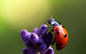 Flower, Macro, Insect, Crawl, Ladybug, Ladybird HD wallpaper