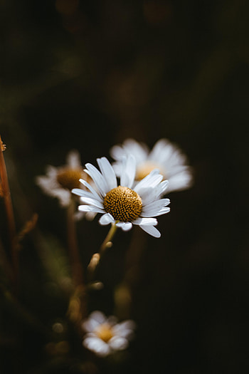 Flowers, Camomile, Macro, Chamomile HD phone wallpaper