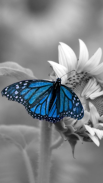 Blue Butterfly, Adorable, Background HD phone wallpaper