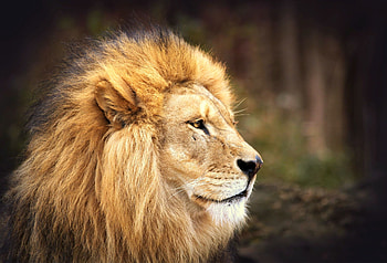 Animals, Muzzle, Lion, Predator, Big Cat, Mane HD wallpaper
