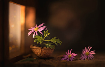 Chamomile, Flowers, Macro, Shell HD wallpaper
