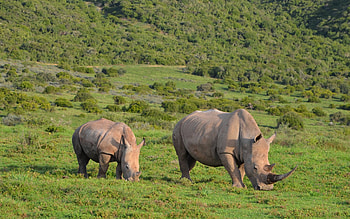 Rhinos, baby, mother, grass, Africa HD wallpaper