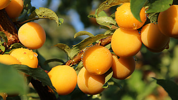 Tree, Apricot HD wallpaper