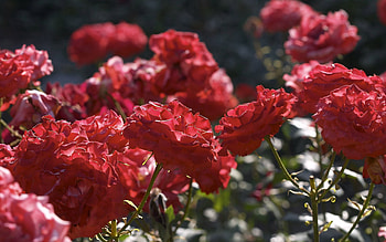 Flowers, Roses, Bush, Disbanded, Loose, Garden HD wallpaper