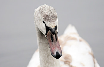 Swan, bird, muzzle, beak HD wallpaper