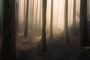 Silhouette, Miscellanea, Miscellaneous, Forest, Fog, Darkness HD wallpaper