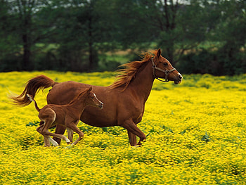 Animals, Grass, Bounce, Jump, Horse, Stallion HD wallpaper