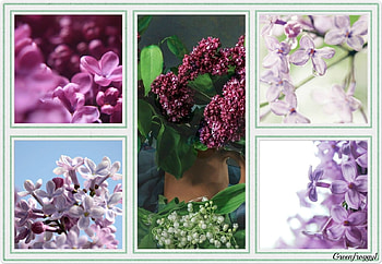 FRAMED LILACS, PRETTY, LILACS, FLOWERS, FRAMED HD wallpaper
