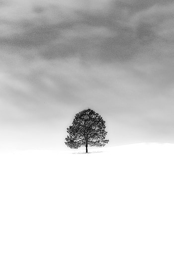 Nature, Snow, Wood, Tree, Minimalism, Bw, Chb HD phone wallpaper