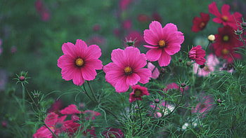 Flowers, Grass, Macro, Petals, Bloom, Flowering HD wallpaper