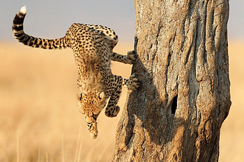 the cheetah's jump, feline, cheetah, jump, tree HD wallpaper