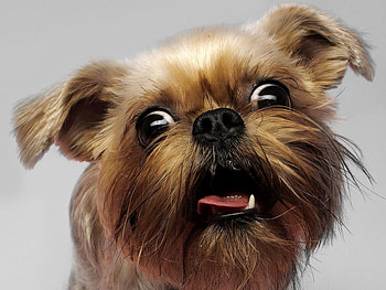 my favourite dog. Griffon, dog, cute, griffon HD wallpaper