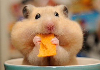 Eating, Hamsters HD wallpaper