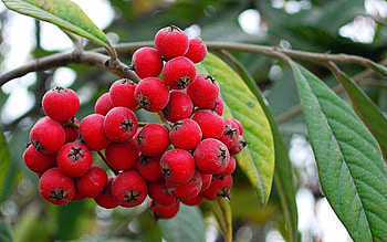 Nature, Grapes, Berries, Branch, Bunches HD wallpaper