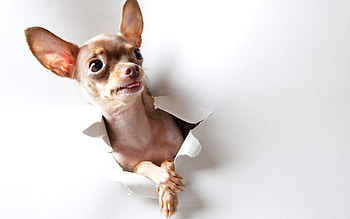 Funny dog , Chihuahua edition, Cute canine moments, Daily HD wallpaper