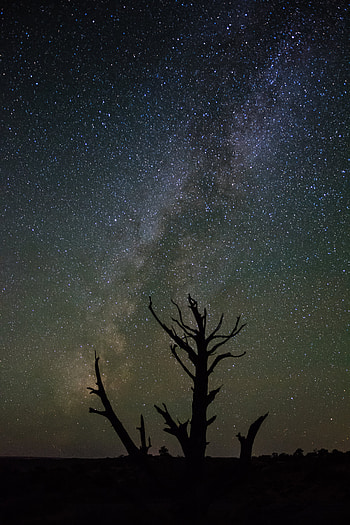 Nature, Trees, Stars, Night, Silhouettes, Starry Sky HD phone wallpaper