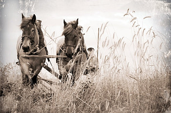 remember my home place, art, draft horses, , farm HD wallpaper