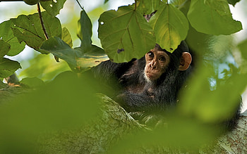Animals, Grass, Leaves, Lie, To Lie Down, Monkey HD wallpaper