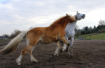 Animals, Horses, Field, Relations HD wallpaper
