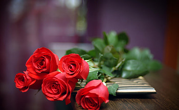 Flowers, Roses, To Lie Down, Lie, Bouquet HD wallpaper