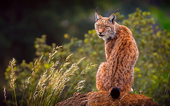 Lynx, animal, cat, tail HD wallpaper
