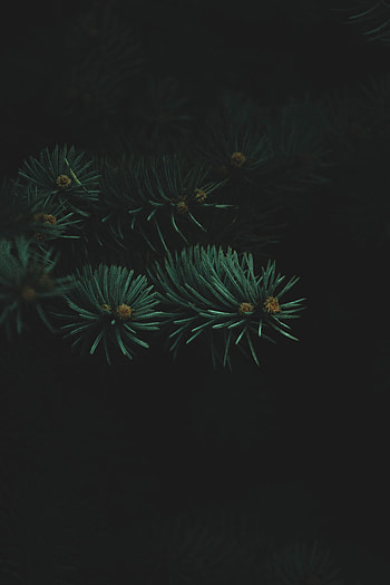 Needle, Dark, Branch, Thick, Needles, Christmas Tree HD phone wallpaper