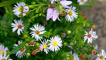 Flowers, Grass, Plant, Petals HD wallpaper