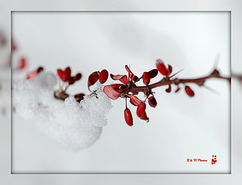 Delicate WinterTime, winter, delicate, white, time, snow, red HD wallpaper