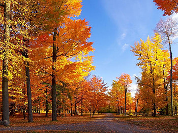 autumn forest, trees, autumn, colourful, forest HD wallpaper