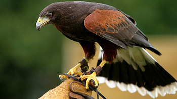 Animals, Bird, Predator, Eagle, Variety HD wallpaper