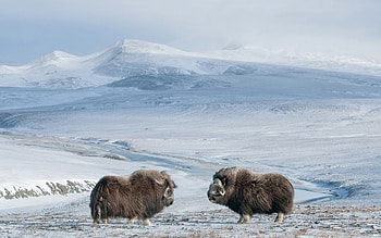 Muskox , Muskox, 10 , Digital HD wallpaper