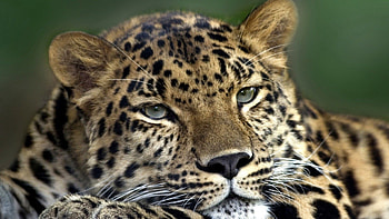 Animals, Leopard, Muzzle, Spotty, Spotted, Sight, Opinion, Tired HD wallpaper