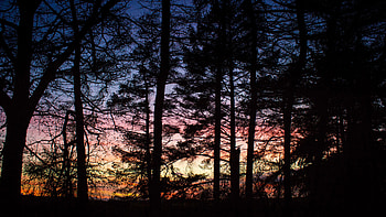 Trees Branches Silhouette Background Sunset Dark Dark Background HD wallpaper