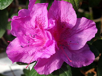 Azalea, leaf, nature, flower HD wallpaper