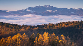 Morning Light On Mountain Pines, mountains, mountain, trees, tree, snow, mist, clouds, nature HD wallpaper